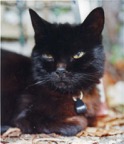 Minette